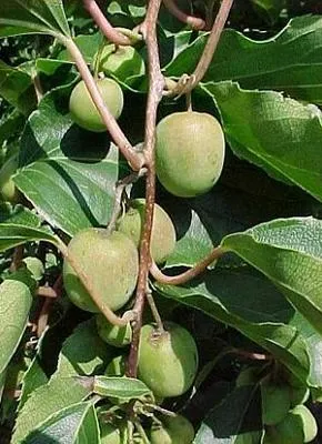 Produktbild von Actinidia arguta 'Issai' - Kiwi Issai | 50-60 cm im topf