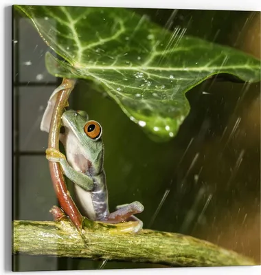 Produktbild von DEQORI Glasbild Echtglas 50x50 cm 'Regenwaldjuwel' Wandbild Bild modern Deko