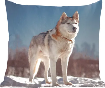 Produktbild von MuchoWow® Zierkissen Sofakissen Wohnzimmer Dekokissen 45x45 cm Husky im Schnee - Schlafpolster - Polster für das Sofa