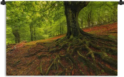 Produktbild von MuchoWow® Wandteppich Wandbehang Baum - Wald - Herbstblätter 90x60 cm Tapisserie Dekoration Wandtuch - Wandskulpturen - Bildteppich