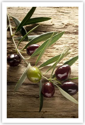 Produktbild von Poster - Poster ohne Rahmen - Oliv italien aroma diät - 61x91,5 cm - Wand Bild - Wanddeko - Wandbilder - Kunstposter - Wandposter - Bilder - Kunstdruck - Wanddekoration - Wandbild - P2XPA61x91-2420