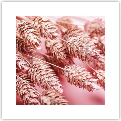 Produktbild von Poster - Poster ohne Rahmen - Klinge Gras getrocknet - 30x30 cm - Wand Bild - Wanddeko - Wandbilder - Kunstposter - Wandposter - Bilder - Kunstdruck - Wanddekoration - Wandbild - P2XAC30x30-5120