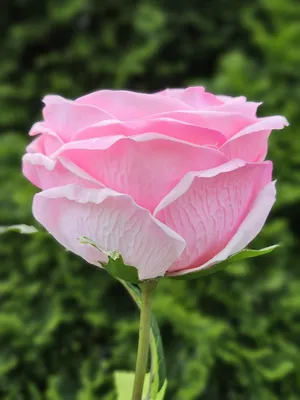 Produktbild von artplants.de Kunstblume Rose MARNUK, rosa, 60cm - Künstliche Rosenblüte