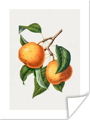 Produktbild von MuchoWow® Poster Orange - Früchte - Blätter 90x120 cm - Wohnzimmer