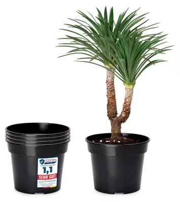 Image de Lot de 5 pots de fleurs ronds en plastique pour herbes aromatiques et semis, pour le jardin ⌀ 41,5 cm H = 30,5 cm GD-0025