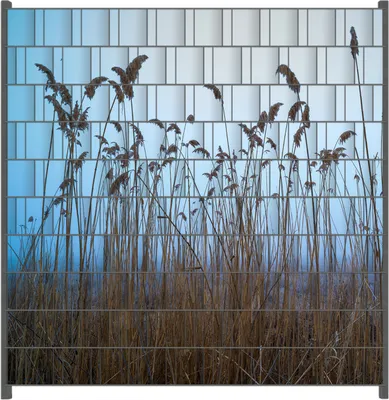 Produktbild von Wallario Zaunsichtschutz mit Motiv Schilfrohr am See vor blauem Himmel für Ein- und Doppelstabmatten Zäune in der Größe 200 x 200 cm