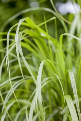 Produktbild von Calamagrostis brachytricha, Diamantgras, 3-5 Liter Container