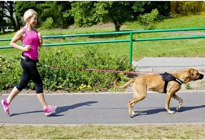 Obrázek produktu pro Dingo běžecké vodítko - popruh absorbující nárazy 170 cm s rukojetí černé