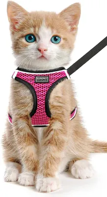 Produktbild von Fluchtbeständiges verstellbares Brustgeschirr - Reflektierendes Katzenleinen - Welpen - Katzen Geschirr mit Leine