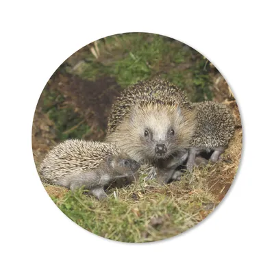 Produktbild von MuchoWow® Mauspad Mousepad Igel - Baby - Wurf 30x30 cm - Mousepads - Maus Mat - Pad - Mausunterlage - Tischunterlage - Schreibtischmatten