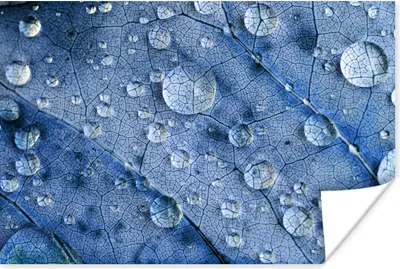 Produktbild von MuchoWow® Poster Tropfen auf einem blauen Blatt 120x80 cm - Bilder