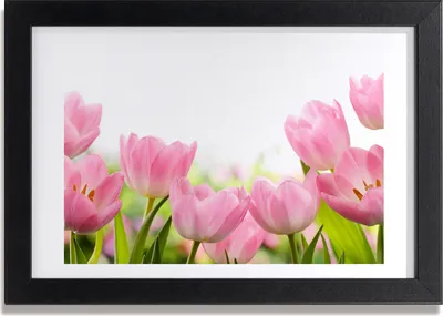 Produktbild von Bild 30x20 MDF-Rahmen, Wandkunst rosa Tulpen