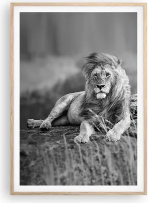 Produktbild von Gerahmtes Poster - Rahmen in heller Eiche - Löwe Tier Natur - 70x100 cm - Wand Bild - Wanddeko - Wandbilder - Wandposter - Bilderrahmen - Bilder - Kunstdruck - Wandbild - P2NPA70x100-3931