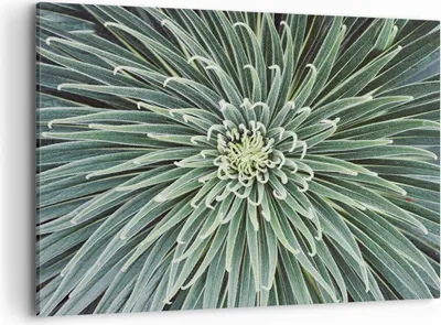 Produktbild von Bild auf Leinwand - Leinwandbild - Einteilig - Agave Grün Pflanze - 100x70cm - Wand Bild - Wanddeko - Wandbilder - Leinwanddruck - Bilder - Wanddekoration - Leinwand bilder - Wandbild - AA100x70-4905