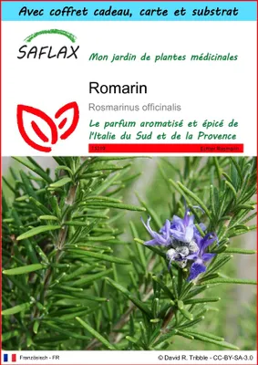 Image de SAFLAX Ensemble-cadeau - Romarin - 100 graines - Rosmarinus