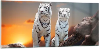 Produktbild von Bilder auf glas - Tiger weiß Rock Sonnenuntergang - 120x50cm - Glasbilder - Wandbilder - Kunstdruck - zum Aufhängen bereit - Wanddekoration aus Glas - Glas Bilder - Wandbild auf Glas - GAB120x50-2901