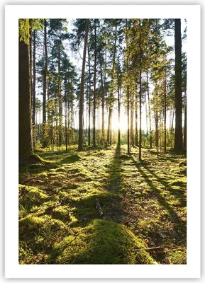 Produktbild von Poster - Poster ohne Rahmen - Wald Baum Natur - 50x70 cm - Wand Bild - Wanddeko - Wandbilder - Kunstposter - Wandposter - Bilder - Kunstdruck - Wanddekoration - Wandbild - P2XPA50x70-3724