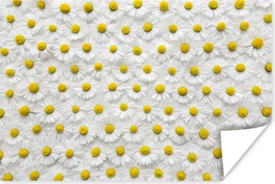 Produktbild von MuchoWow® Poster Ein florales Muster aus Gänseblümchen 120x80 cm - Bilder