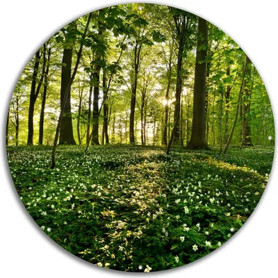 Produktbild von Wallario rundes Outdoor-Poster für Garten oder Balkon, Motiv Waldanemonen und Sonnenstrahlen im Wald, 60 cm Durchmesser