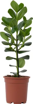 Produktbild von Balsamapfel - Clusia rosea 'Princess' - Höhe 50-60cm - ⌀17cm