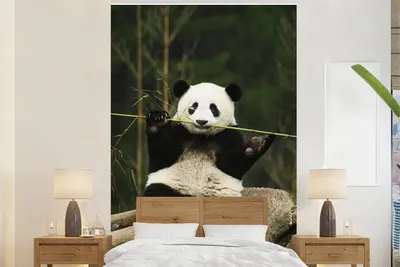 Produktbild von MuchoWow® Fototapete für Wohnzimmer oder Schlafzimmer Wandtapete Vinyl Motivtapete Panda - Bambus - Wald - 155x240 cm - Tapete