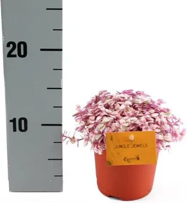 Produktbild von Callisia Rosato Pink Lady 11cm Topf