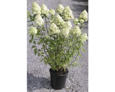 Produktbild von Rispenhortensie FloraSelf Hydrangea paniculata 'Limelight' H 80-100 cm Co 10 L