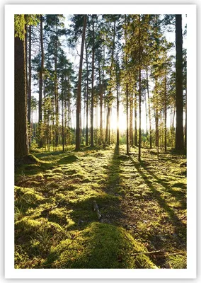 Produktbild von Poster - Poster ohne Rahmen - Wald Baum Natur - 70x100 cm - Wand Bild - Wanddeko - Wandbilder - Kunstposter - Wandposter - Bilder - Kunstdruck - Wanddekoration - Wandbild - P2XPA70x100-3724