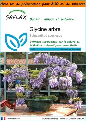 Image de SAFLAX Garden in the bag - Glycine arbre - 15 graines - Bolusanthus