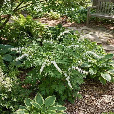 Produktbild von 3x Dicentra spectabilis Alba P9H20