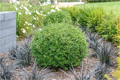 Produktbild von Stauden Gänge 1 x Ilex crenata 'Glorie Gem' Kugel 25 - 35 cm - Japanischer Berg Ilex - Zeitlose Schönheit für Ihren Garten - Buchsbaum Ersatz
