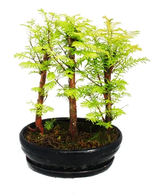 Produktbild von Bonsai für den Außenbereich – Metasequoia glyptostroboides – kleines Wäldchen mit 3 Pflanzen