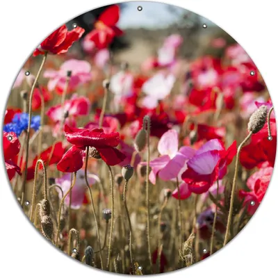 Produktbild von Wallario rundes Outdoor-Poster für Garten oder Balkon, Motiv Mohnblumen am Rande eines Feldes, 120 cm Durchmesser