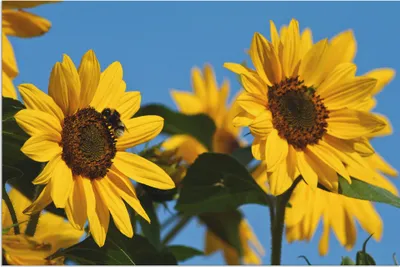 Produktbild von ARTland Wandbild Alu für Innen & Outdoor Sonnenblumen Größe: 30x20 cm
