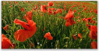 Produktbild von Tulup Leinwand-Bilder 140x70 Wandbild Canvas Kunstdruck Mohnblumen Natur