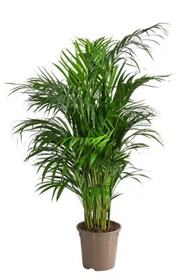 Produktbild von Dehner Goldfruchtpalme, Dypsis lutescens, gefiedertes Blattwerk, 90-100 cm, Ø Topf 21 cm, Zimmerpalme