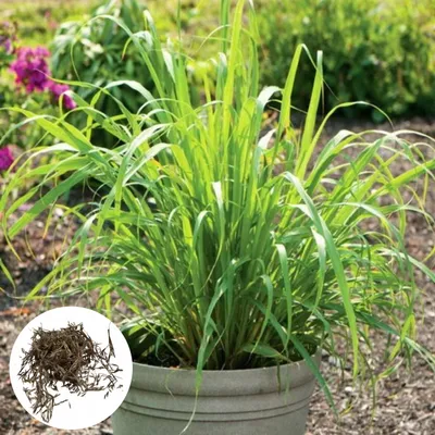 Image de Cymbopogon Nardus - 10 graines - Parfum intense - Citronnelle - Citronnelle de Ceylan