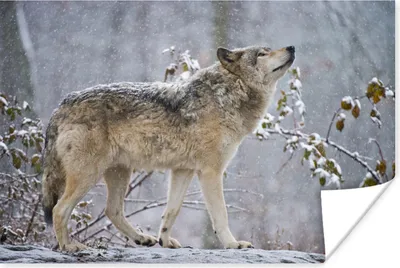 Produktbild von MuchoWow® Poster Wolf - Winter - Schnee 120x80 cm - Bilder