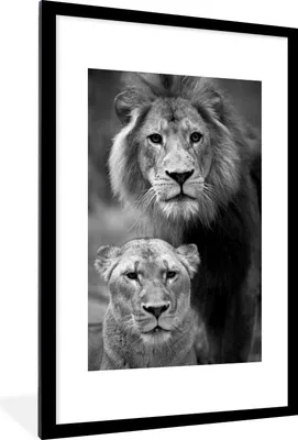 Produktbild von MuchoWow® MuchoWow® Gerahmtes Poster Porträt eines Löwen und einer Löwin - schwarz und weiß 60x90 cm - Poster mit zchwarzem Bilderrahmen - Dekoration - Wandposter Wohnzimmer - Hochwertig