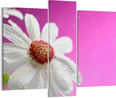 Produktbild von Bild auf Leinwand - Leinwandbild - Blume frühling garten - 95x80cm - Wand Bild - Wanddeko - Leinwanddruck - Bilder - Kunstdruck - Wanddekoration - Leinwand bilder - Wandkunst - CB95x80-2469