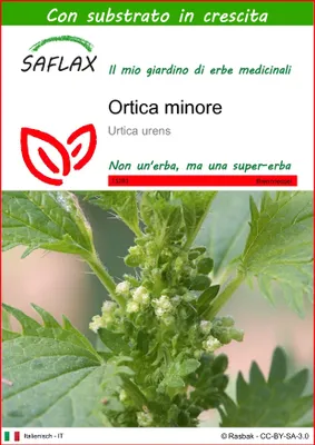 Immagine prodotto di SAFLAX  - Ortica minore - 150 semi - Con substrato - Urtica
