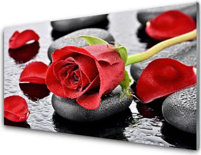 Produktbild von Acrylglasbilder 100x50 Wandbild Druck Rose Steine Pflanzen