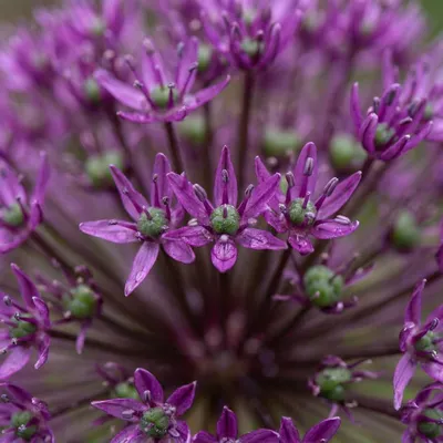 Produktbild von Green boutiQ - 30x Allium Miami - Zierlauch Miami - Lila - Sommerblüher - Zwiebelgröße 10/+