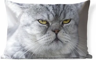 Produktbild von MuchoWow® Outdoor Kissen - Tier - Katze - Grau - 60x40 cm - Wetterfest - Lounge Kissen - Zierkissen - Kissen für Innenräume