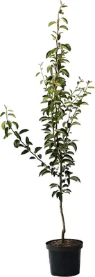 A potted young tree with green leaves and a brown trunk against a white background.