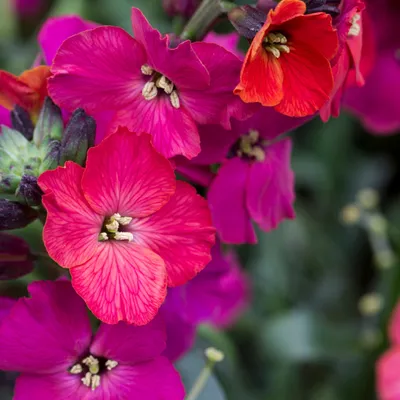 Immagine prodotto di 6 piante di Erysimum hybrida 'Red Jep' (Goldlack) | Vaso da 9x9 cm