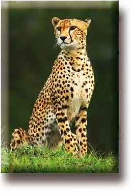 Museum Webshop – Kühlschrankmagnet, Cheetah – Bild 1