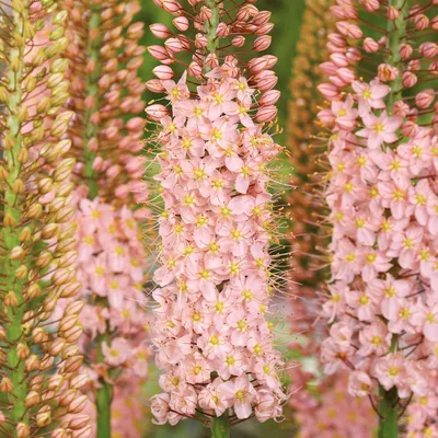 Zdjęcie produktu dla Eremurus Pustynnik Himalajski Romance 1 szt sadzonka sadzonki