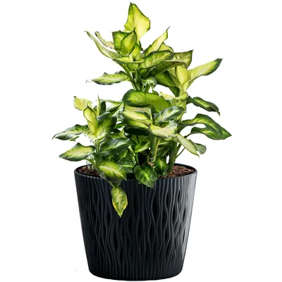 A potted plant with green and yellow leaves in a black textured pot, isolated on a white background.