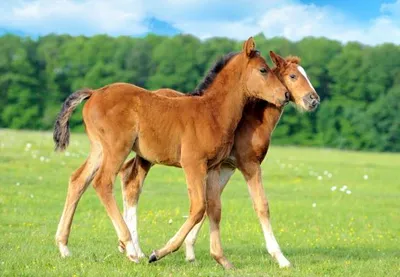 Produktbild von 3 D Ansichtskarte Fohlen, Postkarte Wackelkarte Hologrammkarte Tiere Tier Pferde Ponys